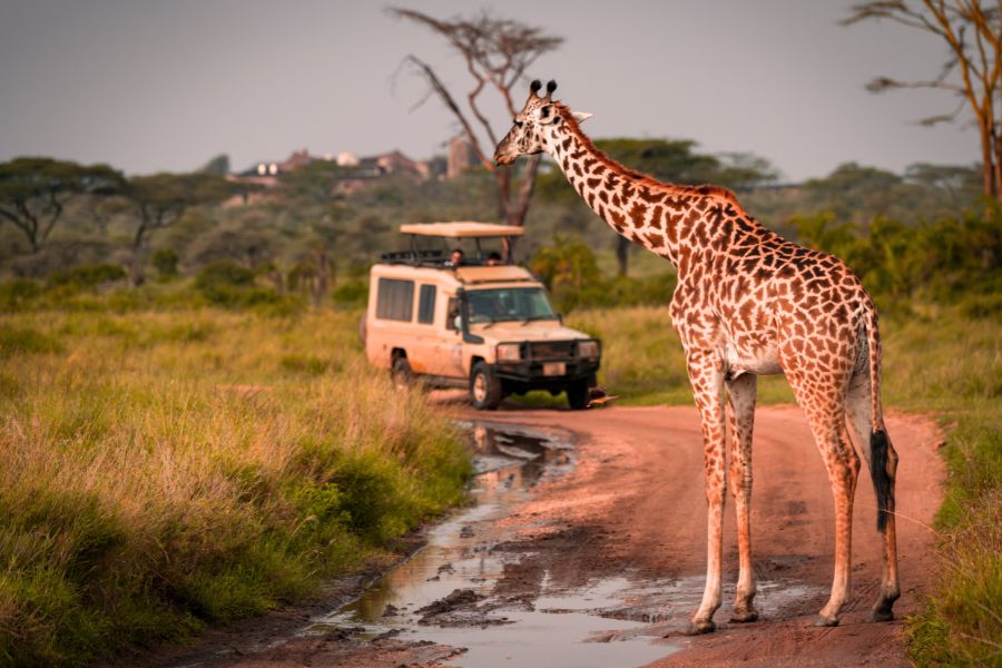 safari en tanzania coche jirafa