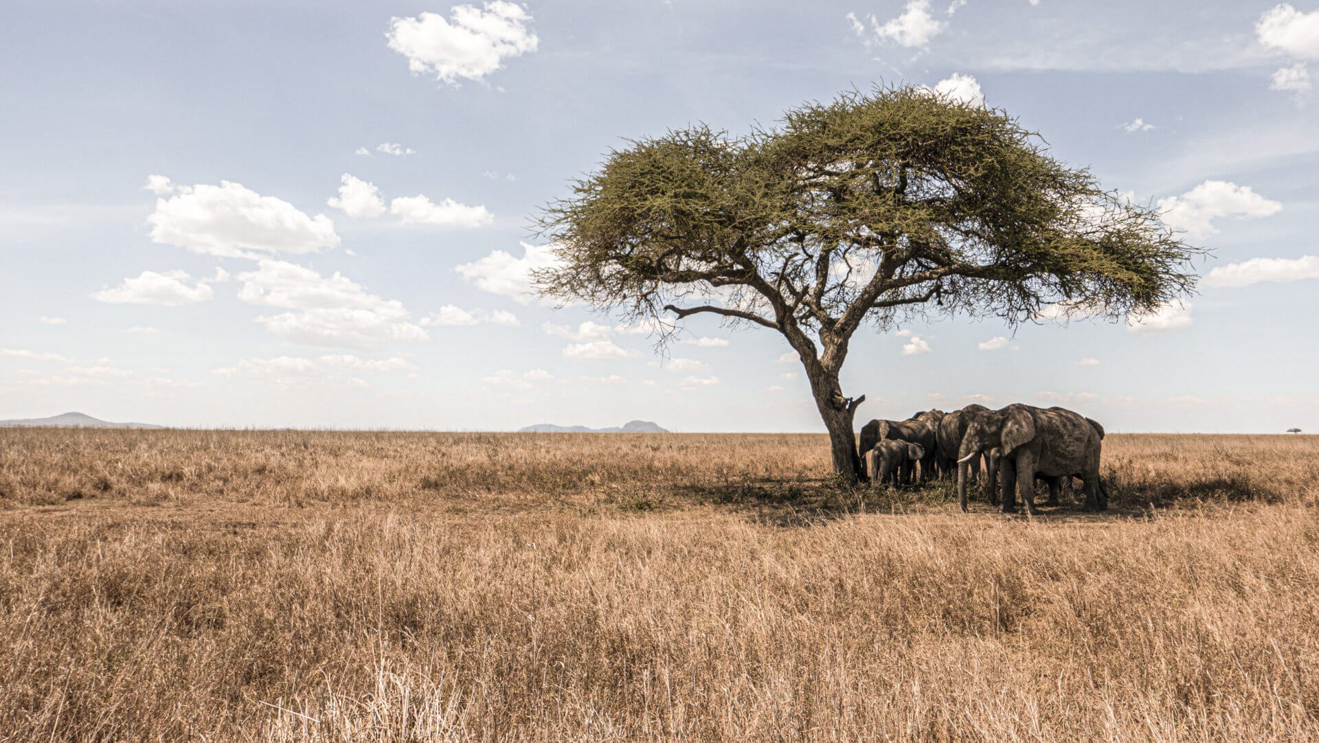 S&egrave;nia Safari