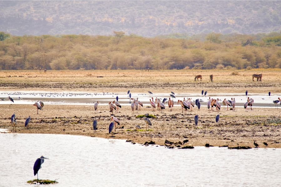 especies de aves reunidas en zona con agua en Tanzania