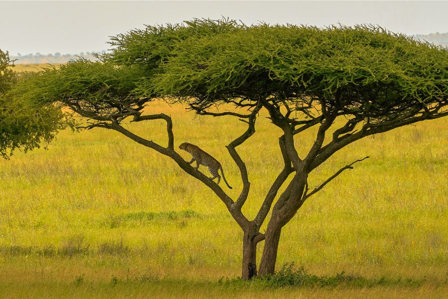avistamiento de uno de los Big 5, el leopardo, en un árbol en Tanzania