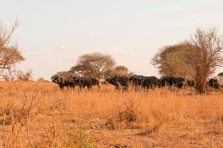 Búfalos del Cabo durante un safari en Tanzania