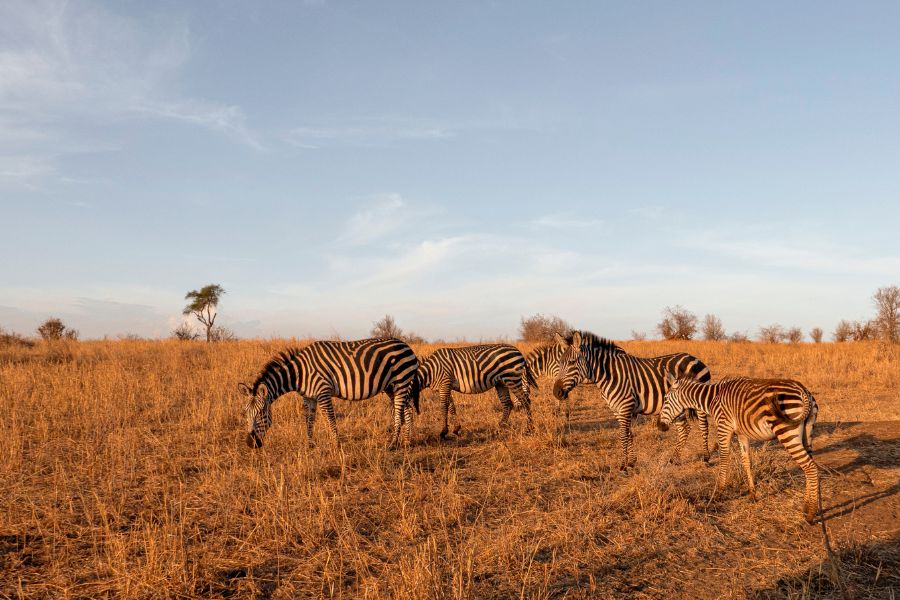 cebras en la sabana africana durante un safari en Tanzania