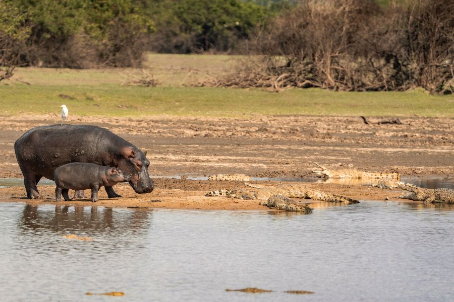 Cocodrilos del Nilo cerca de unos hipopótamos al lado del agua en Tanzania