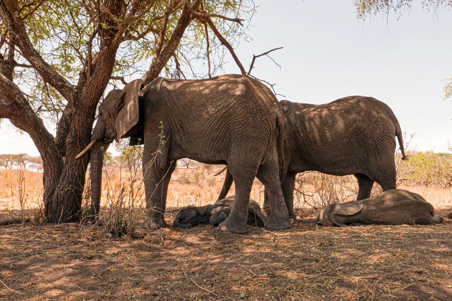 escena única de elefantes con sus crías descansando en la sombra de un árbol en Tanzania
