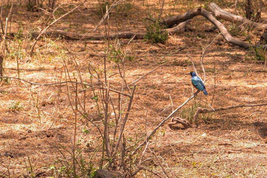 estornino soberbio, especie de ave azul avistada durante un safari en Tanzania