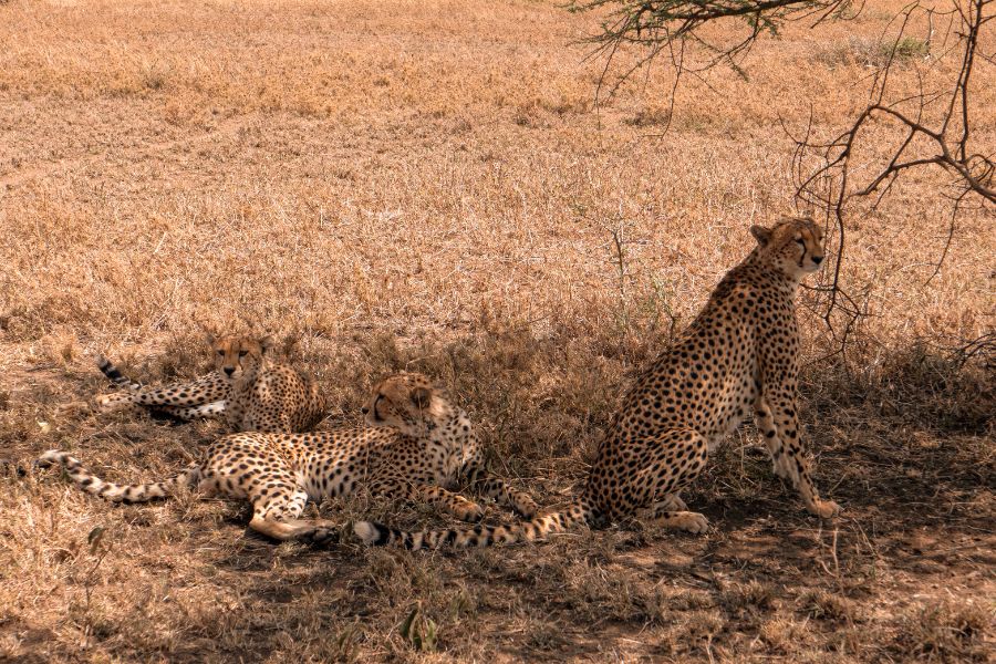 guepardos descansando en la sombra de un árbol en Tanzania