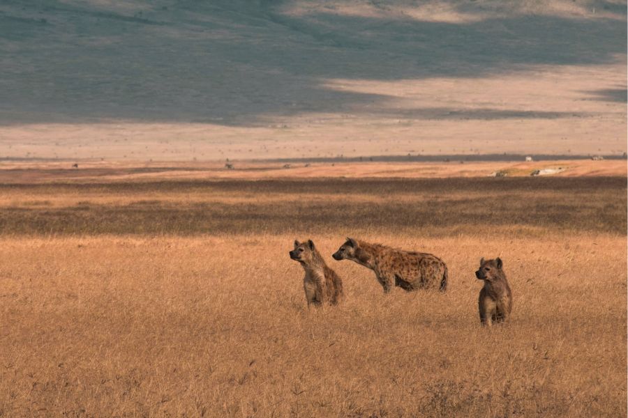 hienas manchadas en el cráter de Ngorongoro en Tanzania