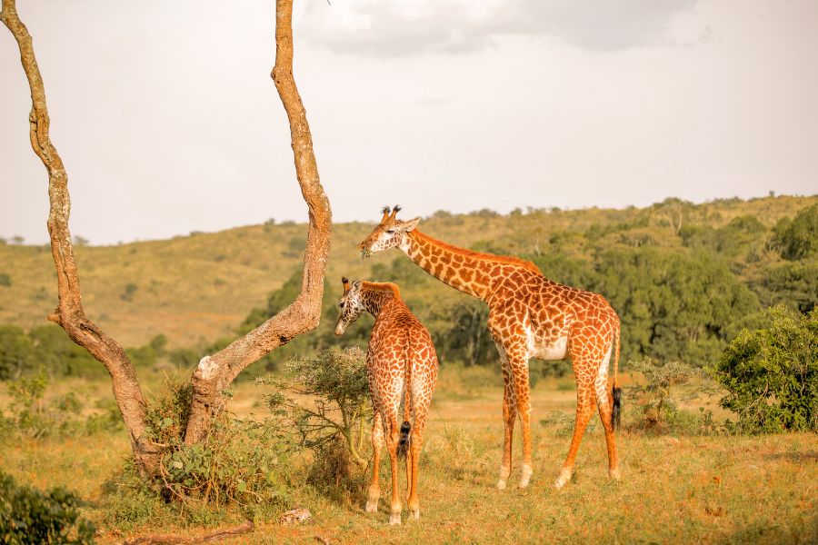 jirafas masái en paisaje verde en Tanzania
