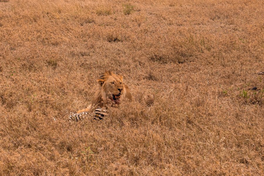 avistamiento de un león comiendo una cebra durante un safari en Tanzania