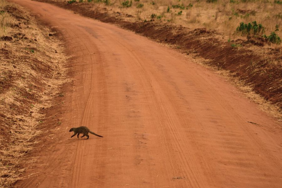 avistamiento de una mangosta rayada cruzando un camino de tierra en Tanzania