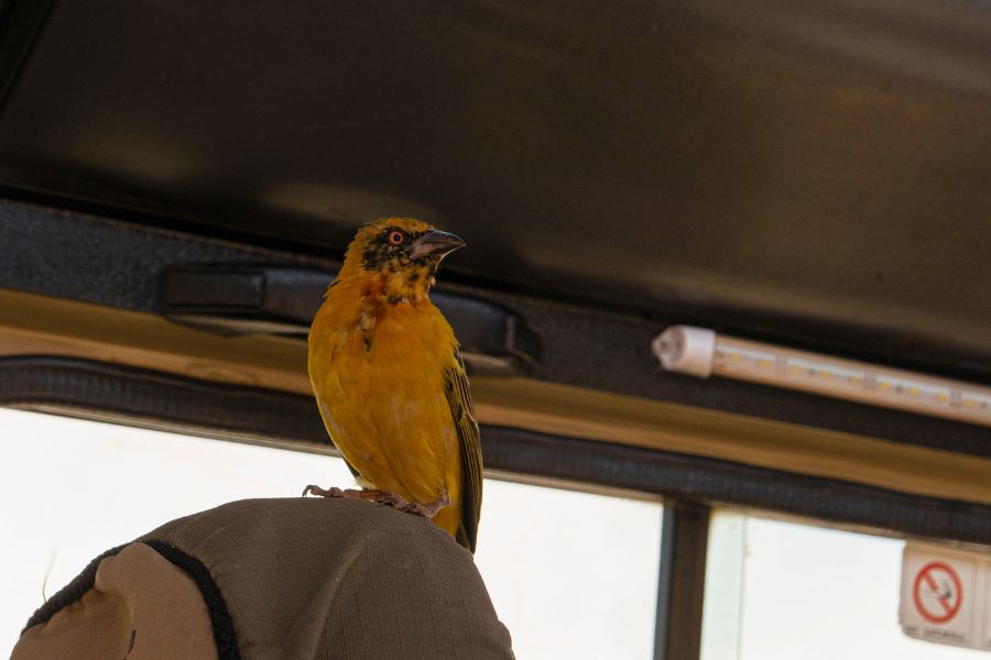 visita de un pájaro en el coche de safari en Tanzania
