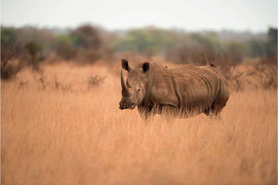 rinoceronte en las hierbas en Tanzania
