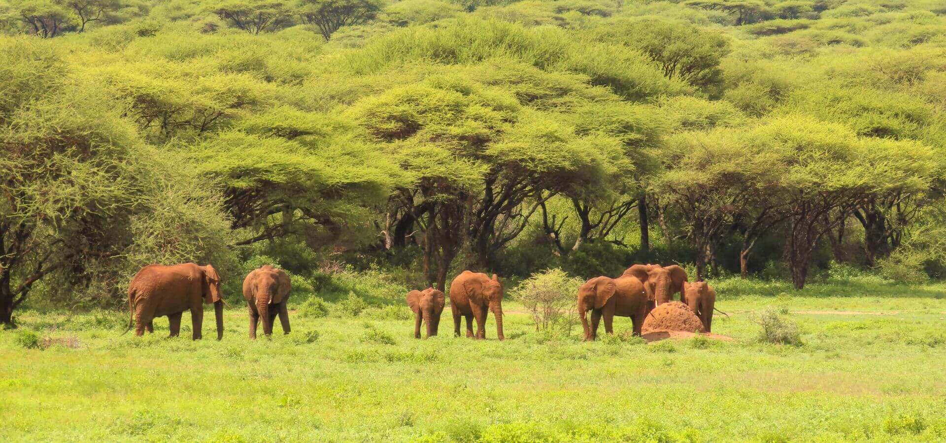 Ngorongoro | S&egrave;nia Safari