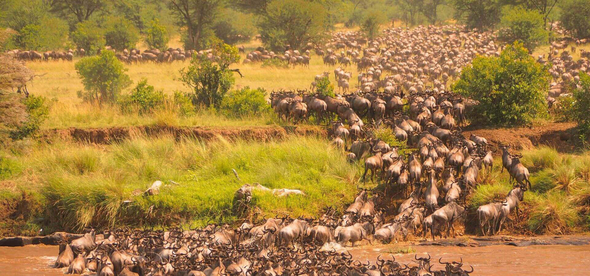 Serengeti | S&egrave;nia Safari