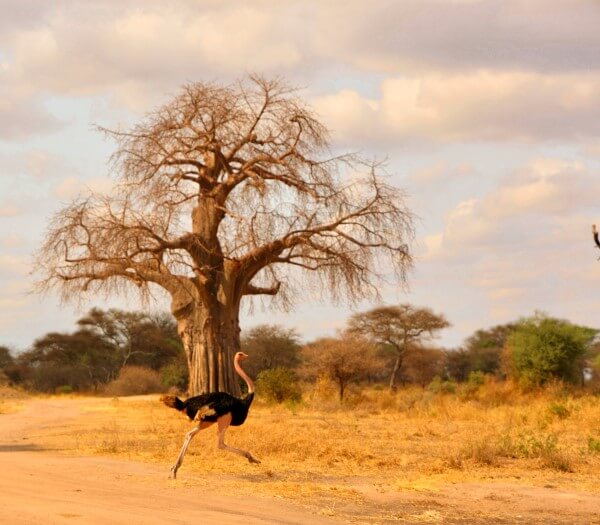 Tarangire | Sènia Safari