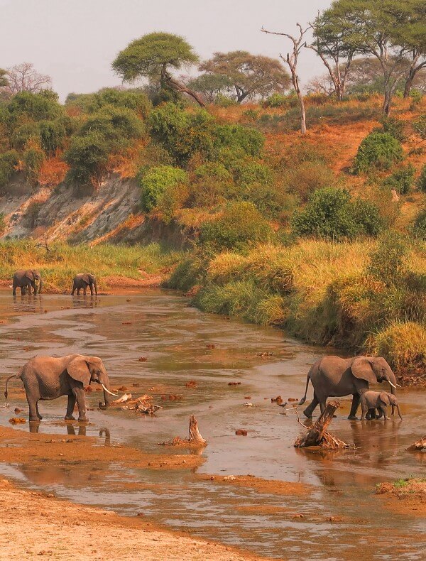 Tarangire | Sènia Safari