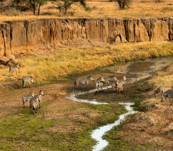 Tarangire | Sènia Safari