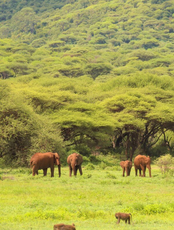 Ngorongoro | S&egrave;nia Safari