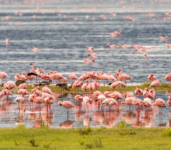 Ngorongoro | S&egrave;nia Safari