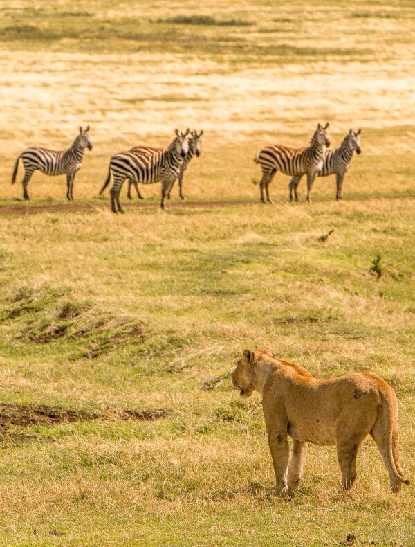 Ngorongoro | S&egrave;nia Safari
