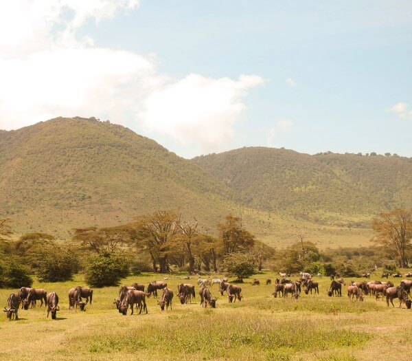 Ngorongoro | S&egrave;nia Safari
