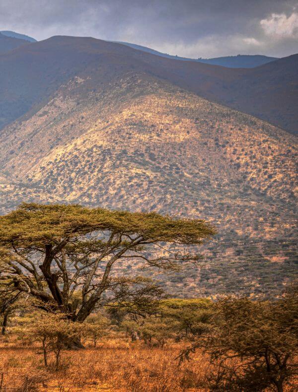 Ngorongoro | S&egrave;nia Safari