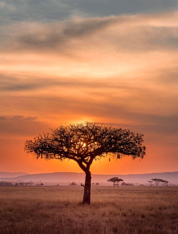 Serengeti | S&egrave;nia Safari