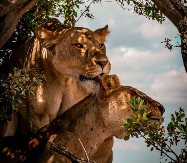 Serengeti | S&egrave;nia Safari