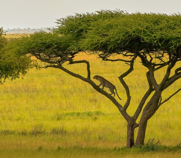 Serengeti | S&egrave;nia Safari