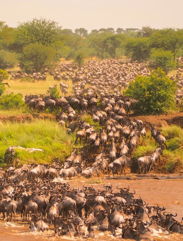 Serengeti | S&egrave;nia Safari