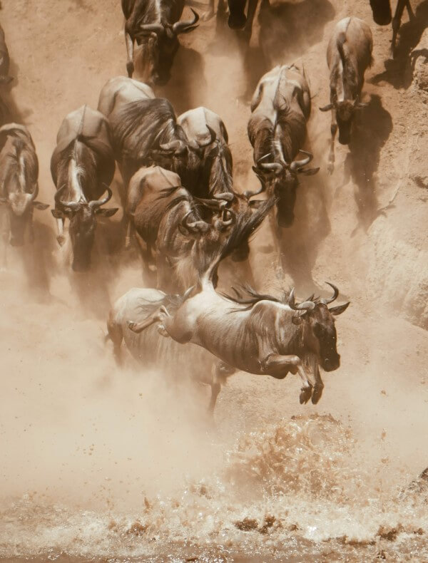 Serengeti | S&egrave;nia Safari