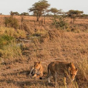 Safari en Tanzania | S&egrave;nia Safari