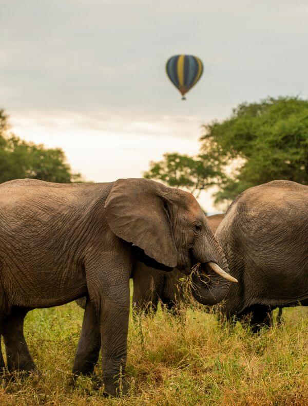 Tarangire | Sènia Safari