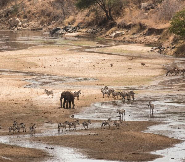 Tarangire | Sènia Safari
