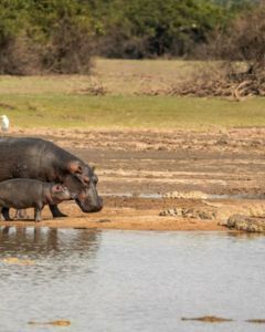 Safari en Barco
