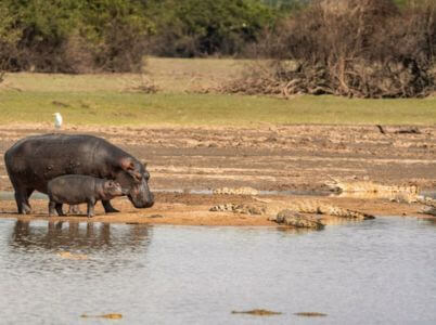 Safari en Barco