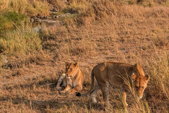 Safari Completo | S&egrave;nia Safari